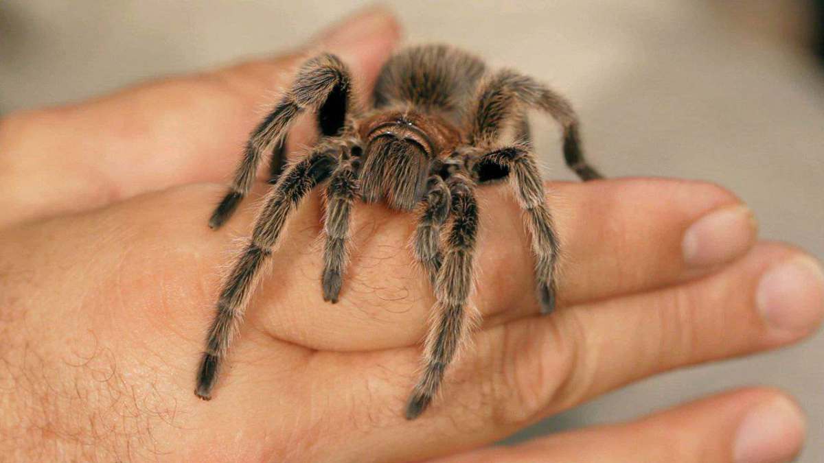 How to Tell If a Tarantula Is Male or Female Howcast