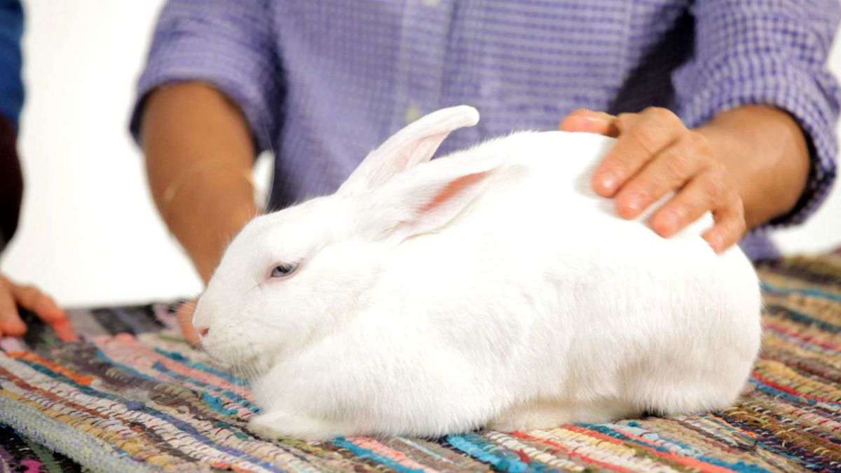 Can I Leave My Pet Rabbit Alone for the Weekend? Howcast