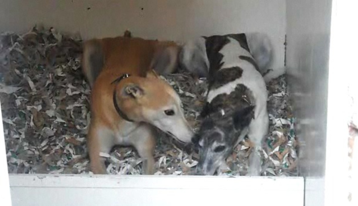 How to Find a Kennel Howcast