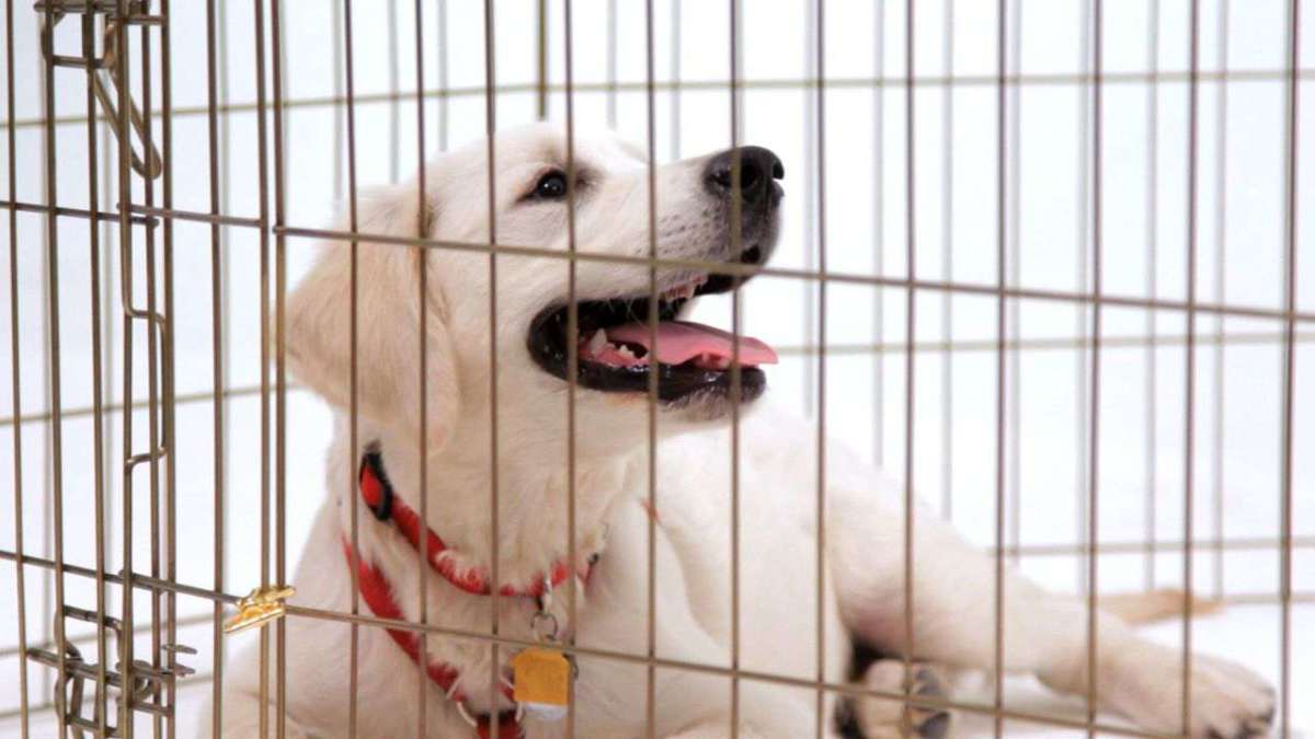 How to Adopt a Dog from a Shelter Howcast