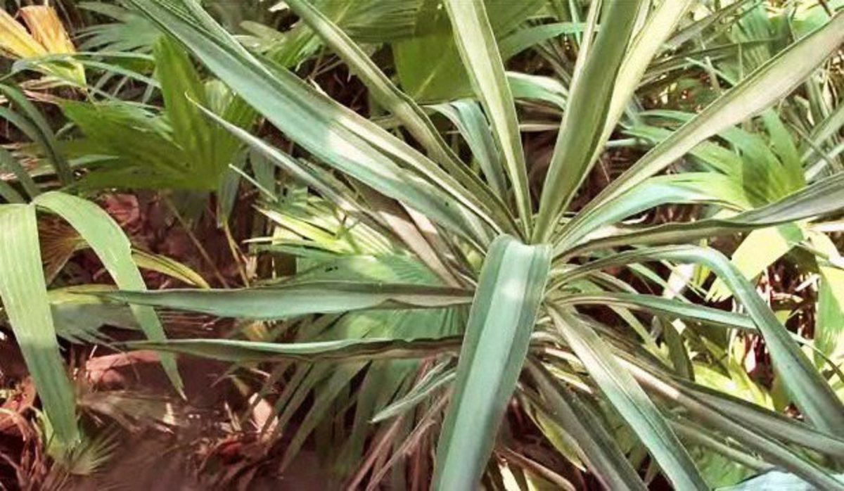 How To Prune A Yucca Plant Howcast The Best Videos