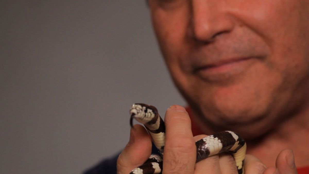 How to Find a Lost Snake Howcast