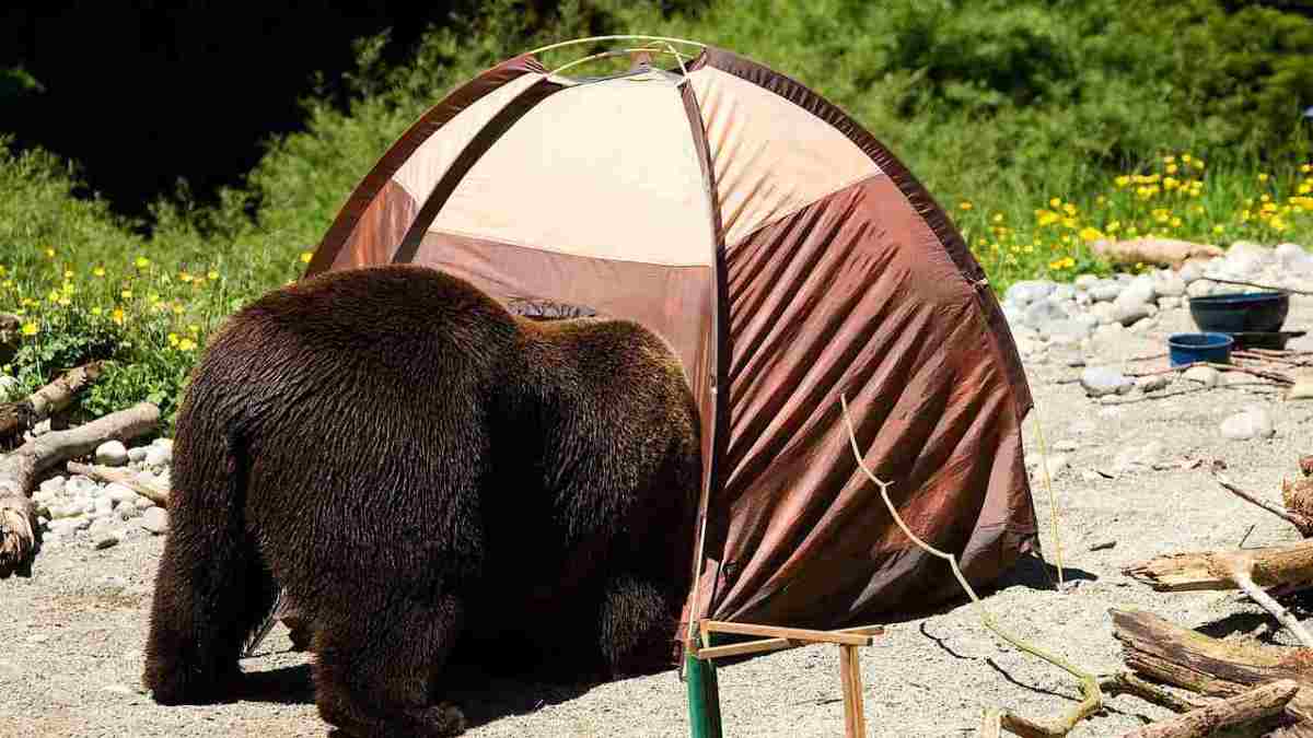 How to Protect Yourself from Bears While Camping Howcast