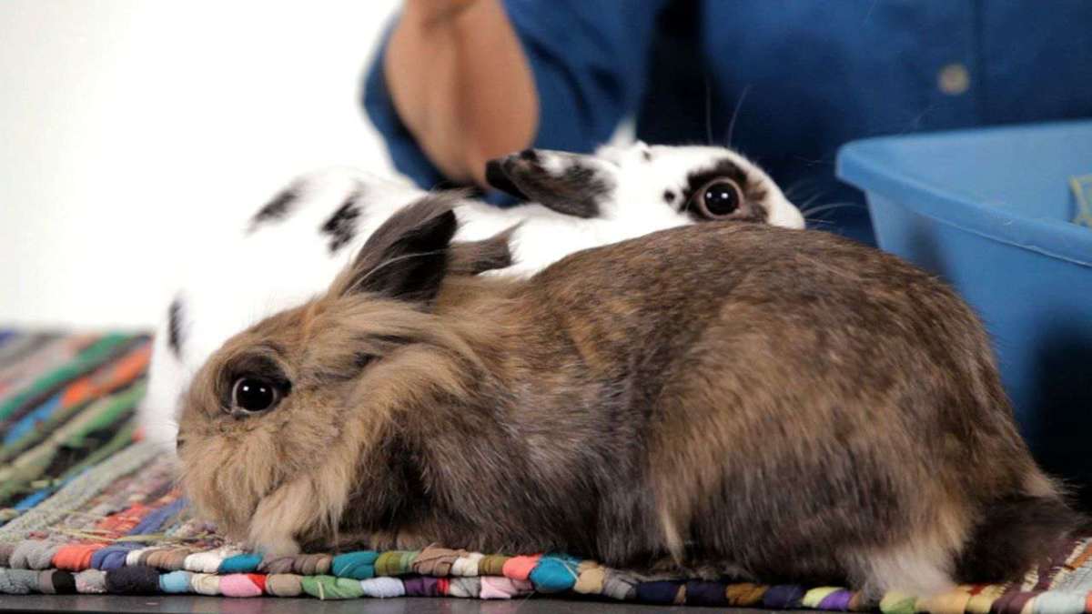 Why Are There So Many Rabbits in Shelters? Howcast