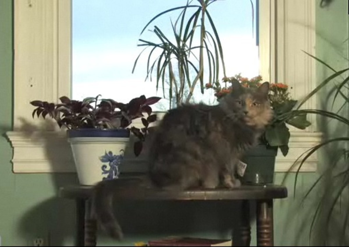 How to Train Your Cat to Behave Howcast