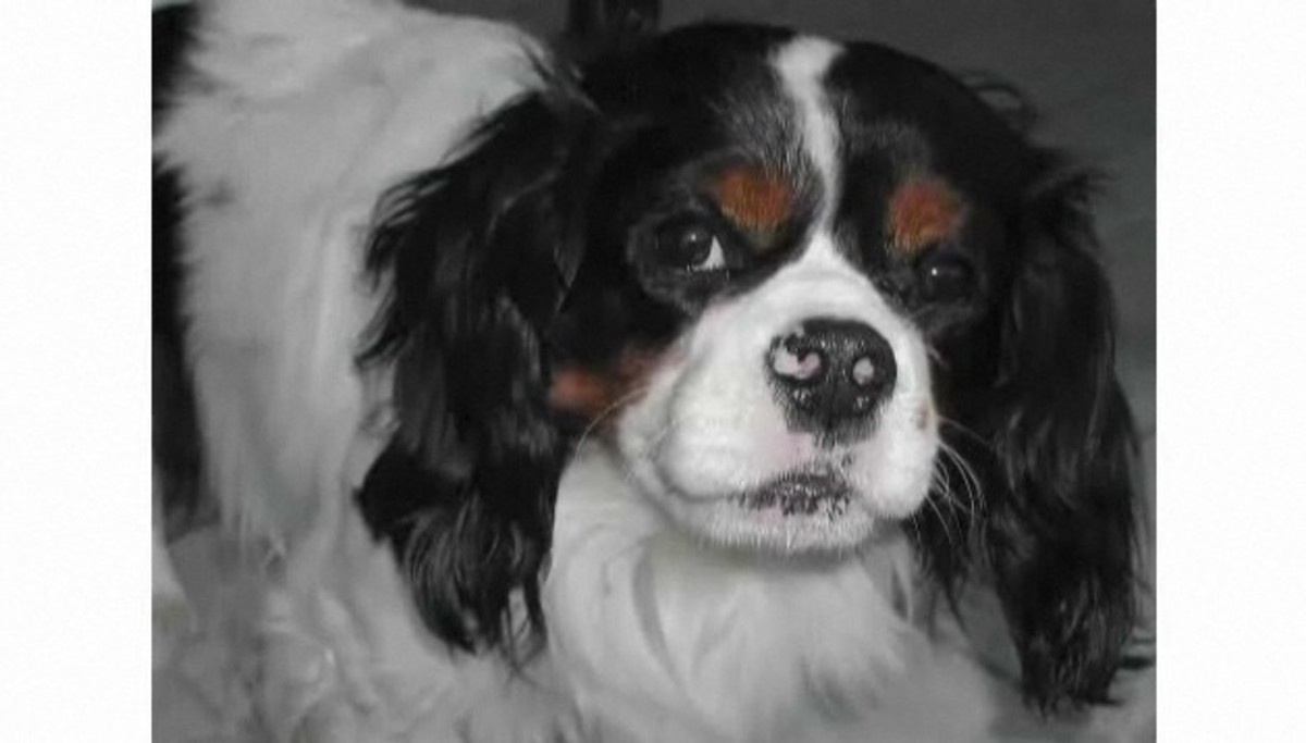 Pros & Cons of the Cavalier King Charles Spaniel Breed Howcast