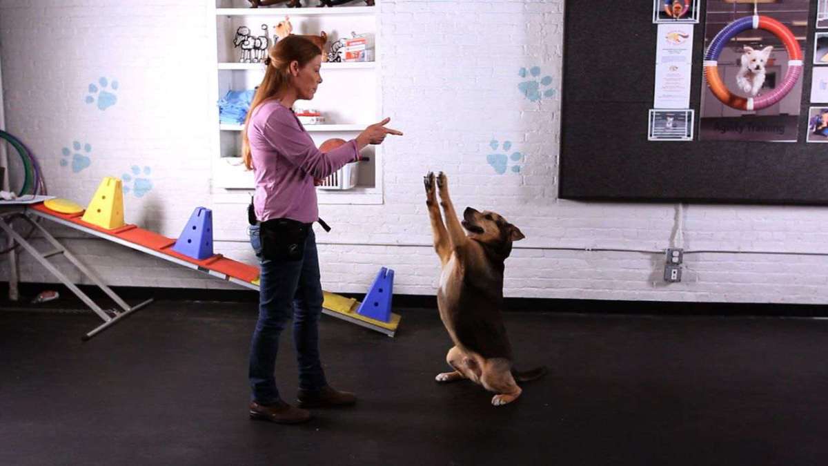 How to Teach a Dog the Freeze Trick aka Stick 'em Up Trick Howcast