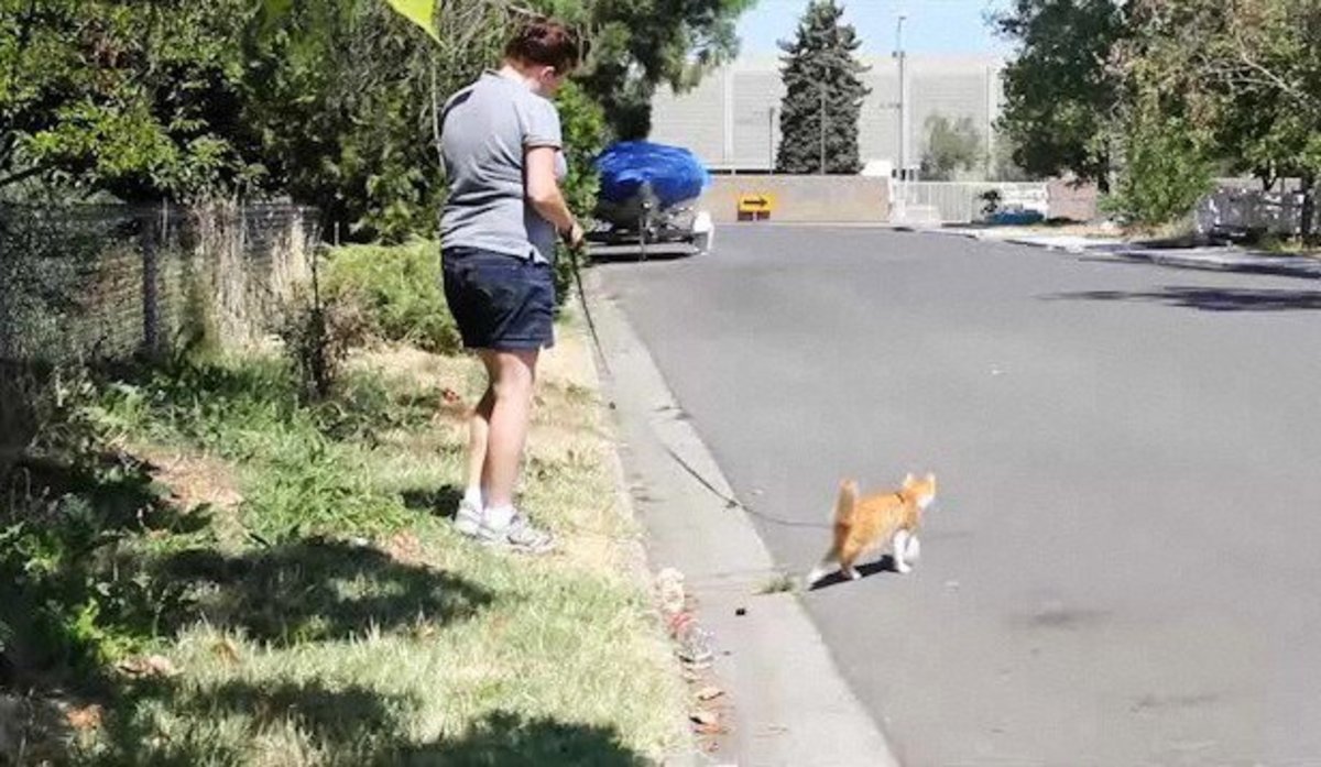 How to Teach a Cat to Walk on a Leash Howcast
