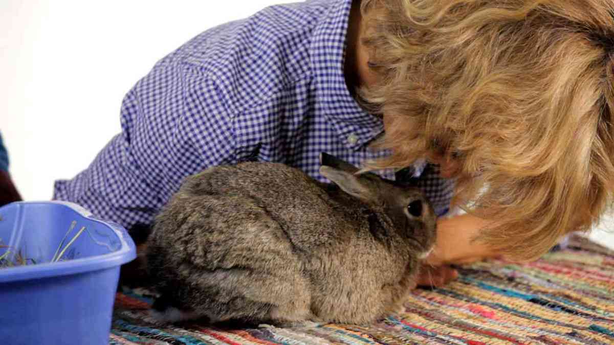 How to Get Rid of Your Pet Rabbit's Odor Howcast