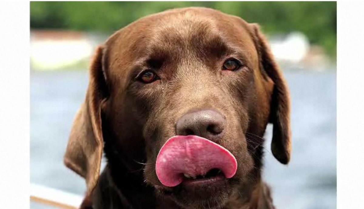 Pros & Cons of the Labrador Retriever Breed Howcast