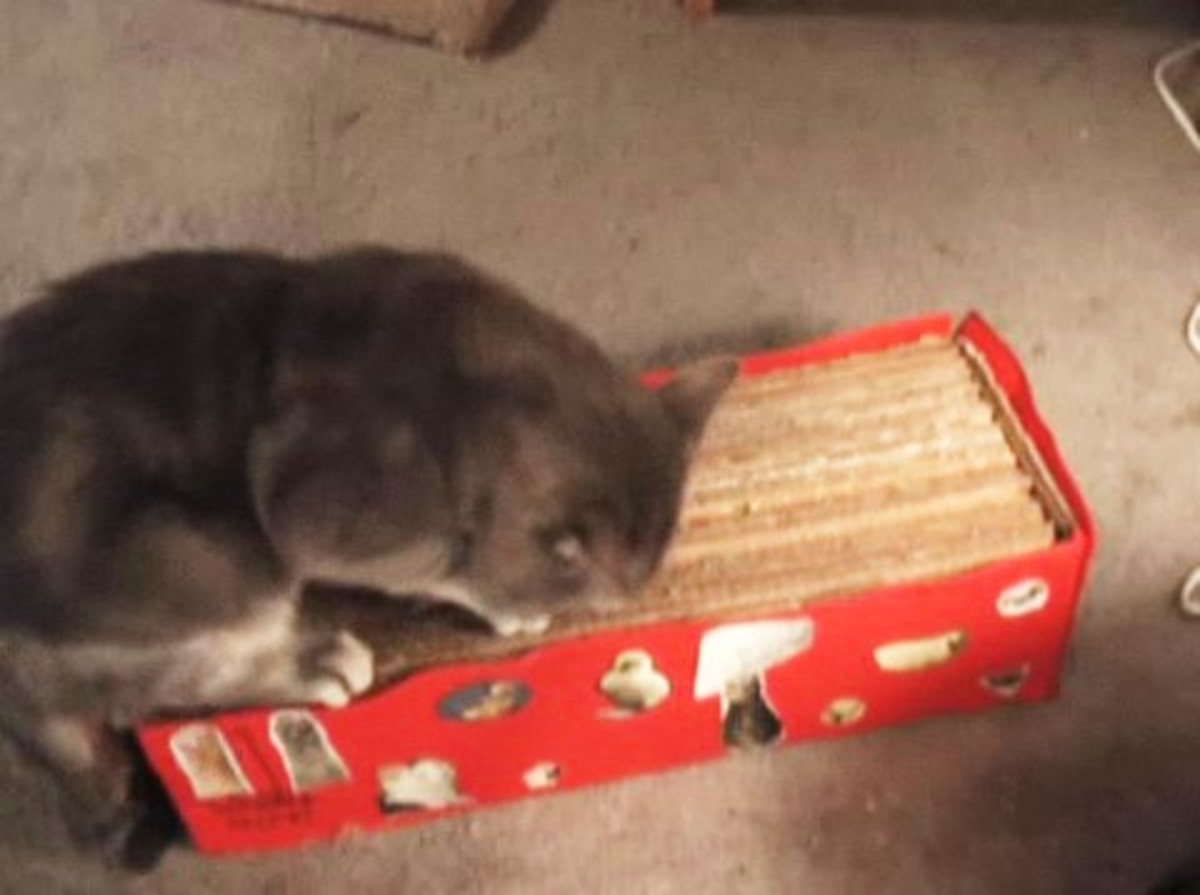 How to Make a Cat Scratch Pad Howcast