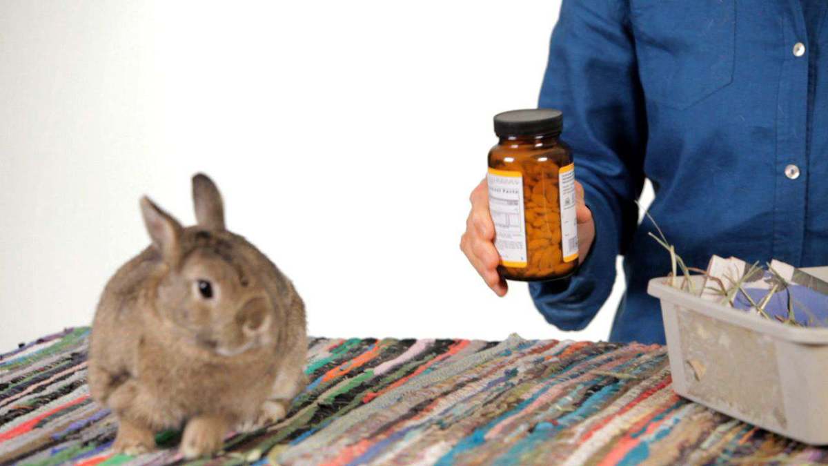 How to Get a Pet Rabbit Back in Its Cage Howcast