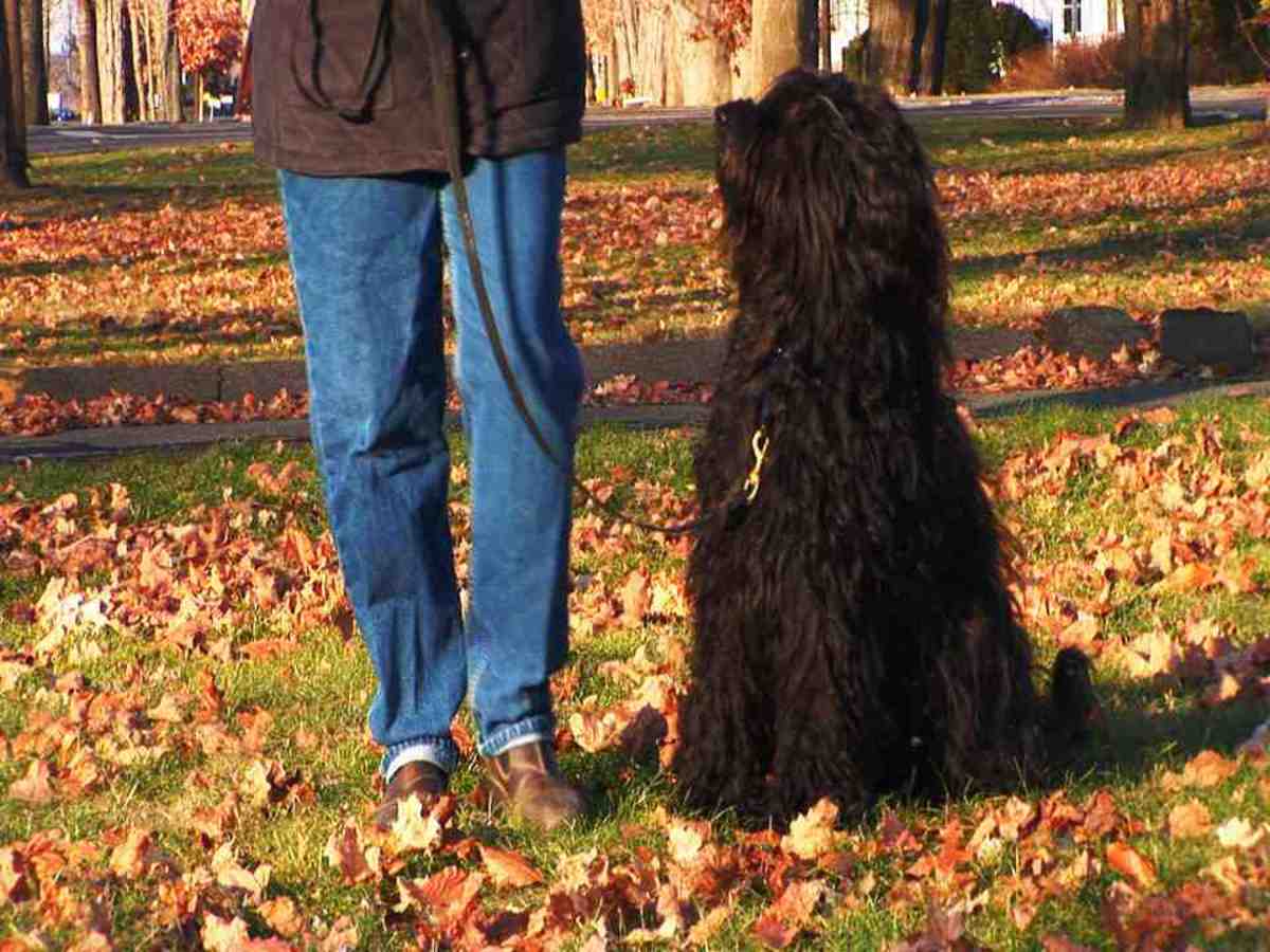 How To Teach Your Dog To Heel Howcast