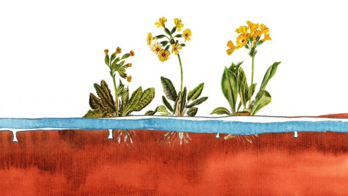 How to Use Less Water on Your Yard Howcast