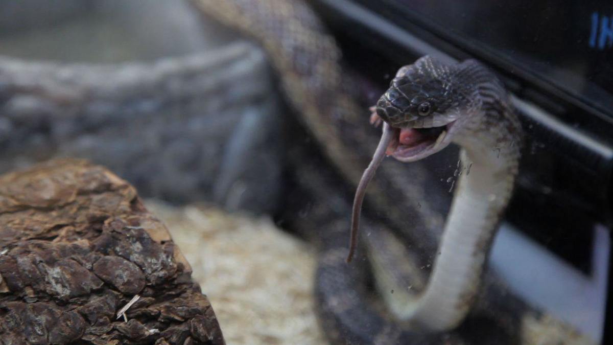 How to Feed a Snake Frozen Food Howcast