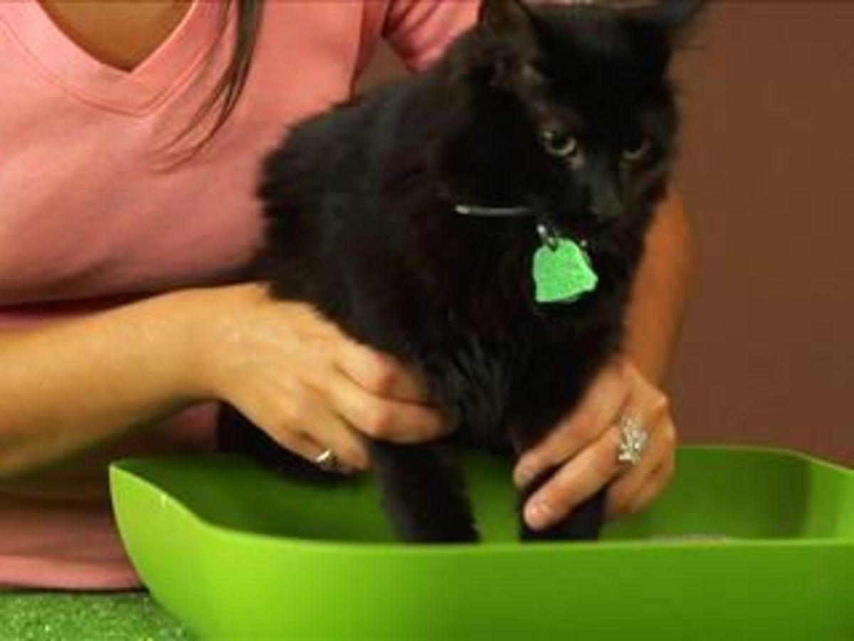 How to Litter Train a Cat Howcast