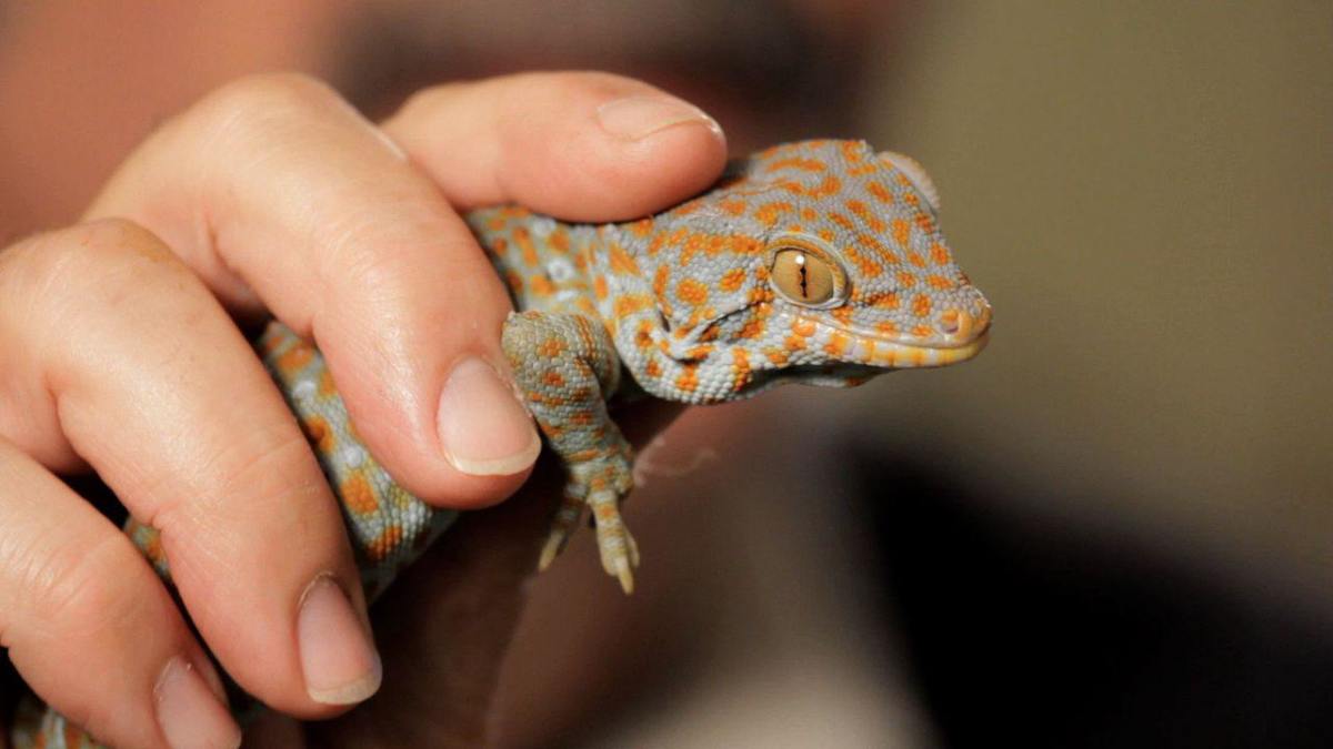5 Care Tips for Tokay Geckos - Howcast