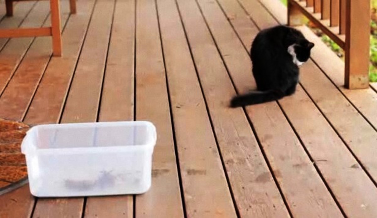 How to Train a Cat to Go to the Bathroom Outside Howcast