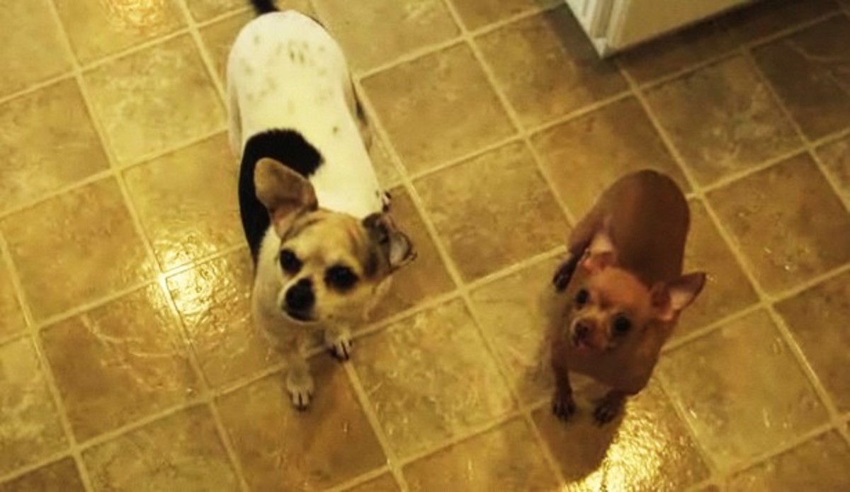 How to Feed Your Dog Human Food Howcast
