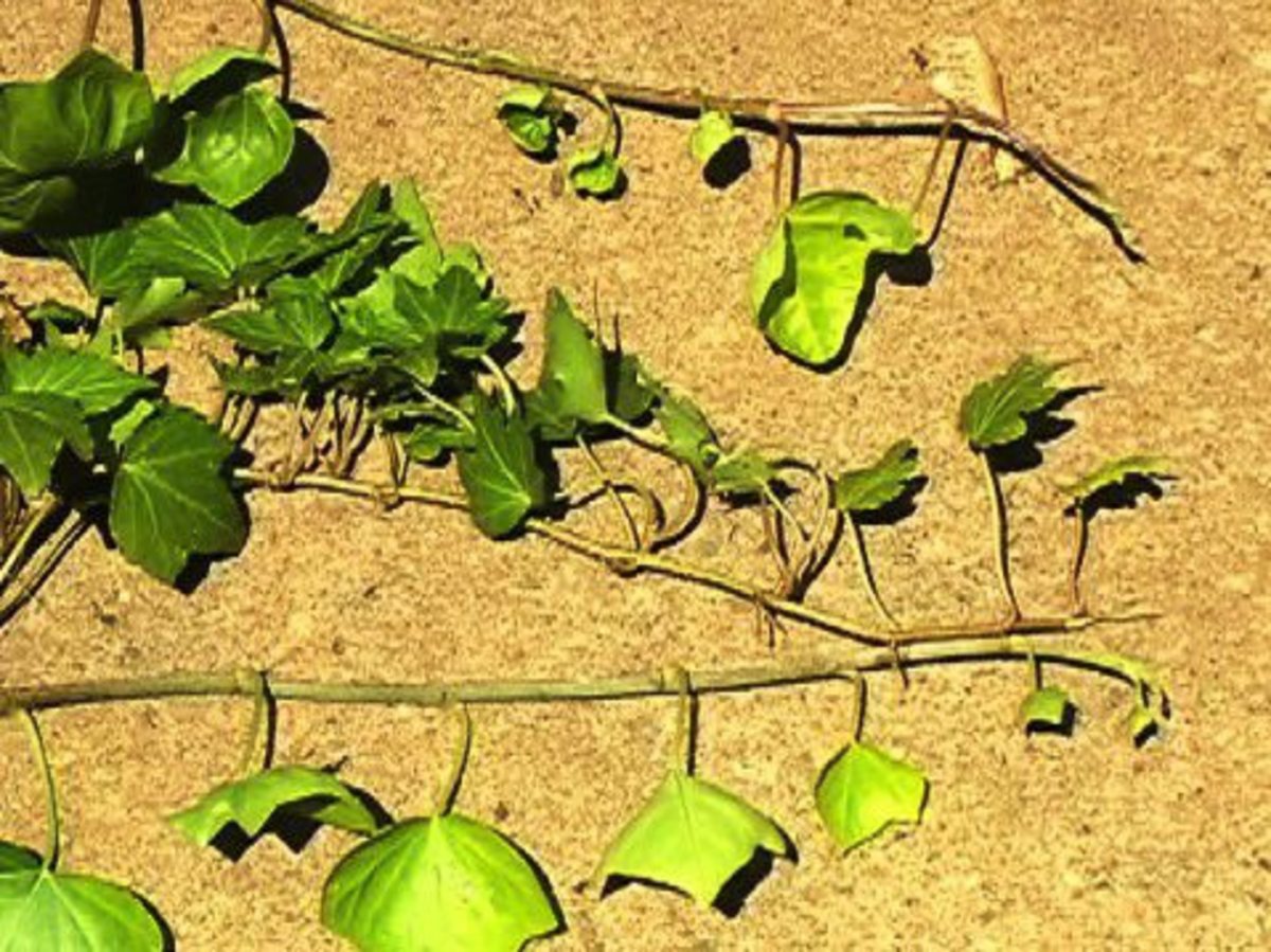 How to Grow Ivy - Howcast