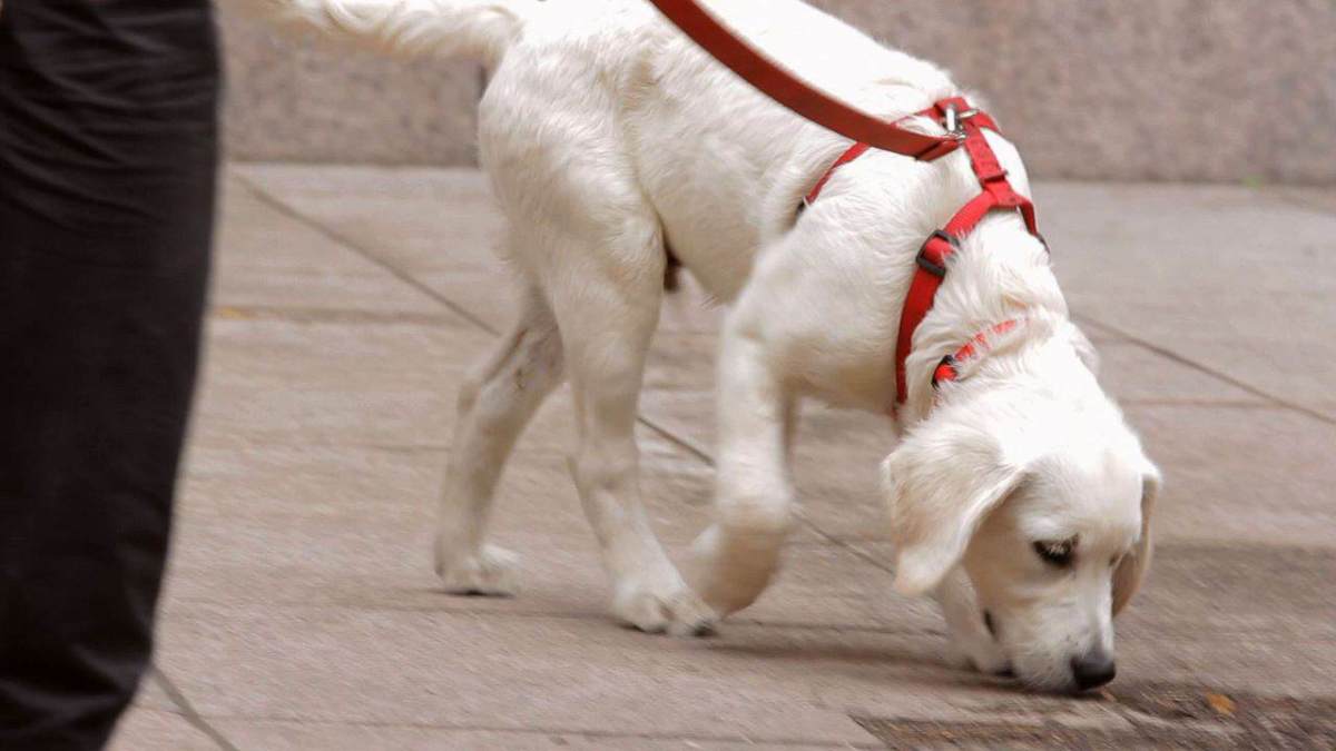 How to Leash Train Your Puppy Howcast