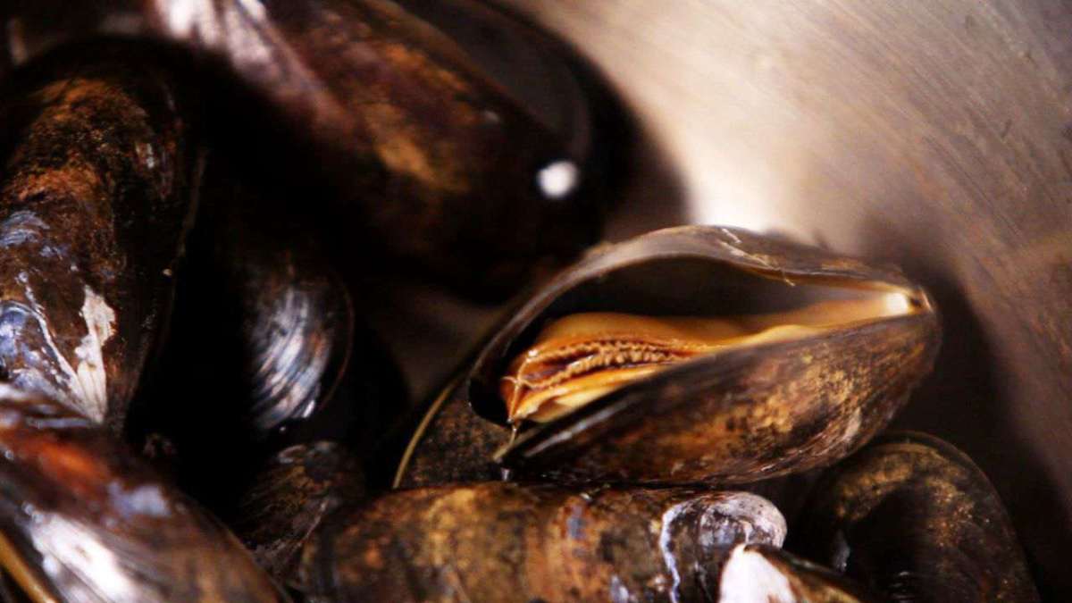 How to Steam Mussels Howcast