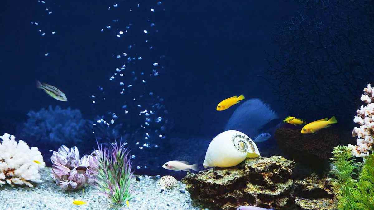 Can You Fill a Saltwater Fish Tank with Tap Water? Howcast