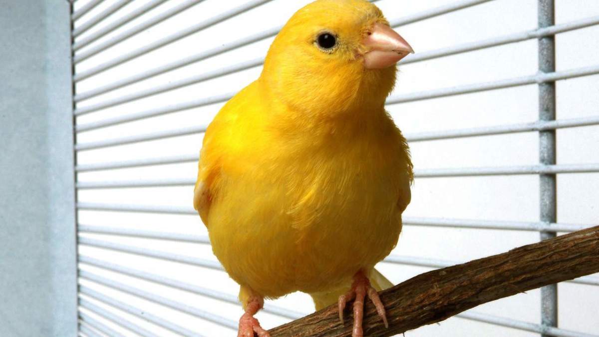 How to Take Care of a Canary & Finch Howcast