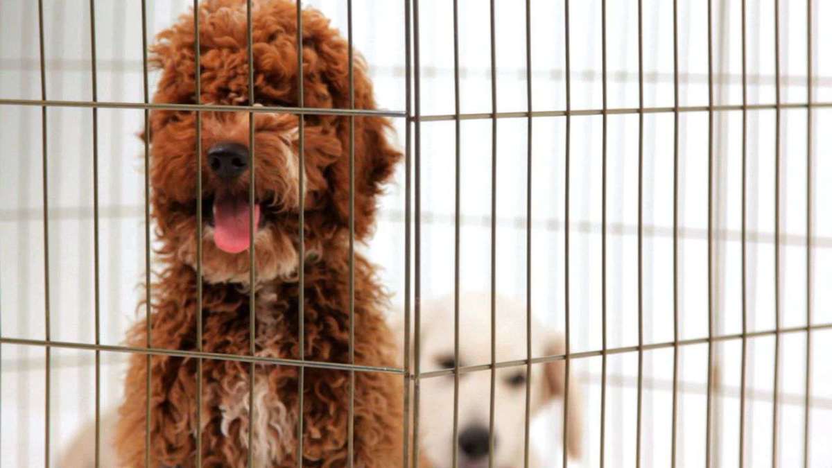 How to PuppyProof Your Home Howcast