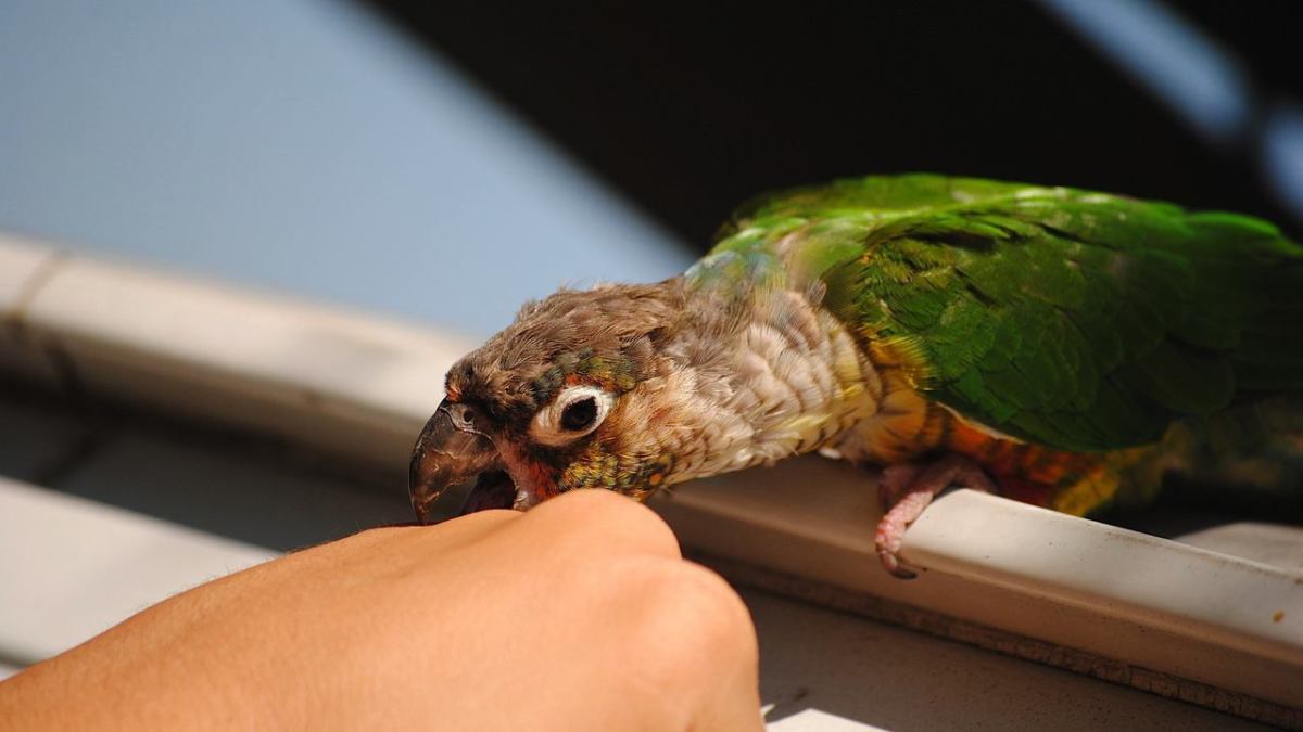 What To Do If A Bird Bites You Howcast what-to-do-if-a-bird-bites-you-howcast