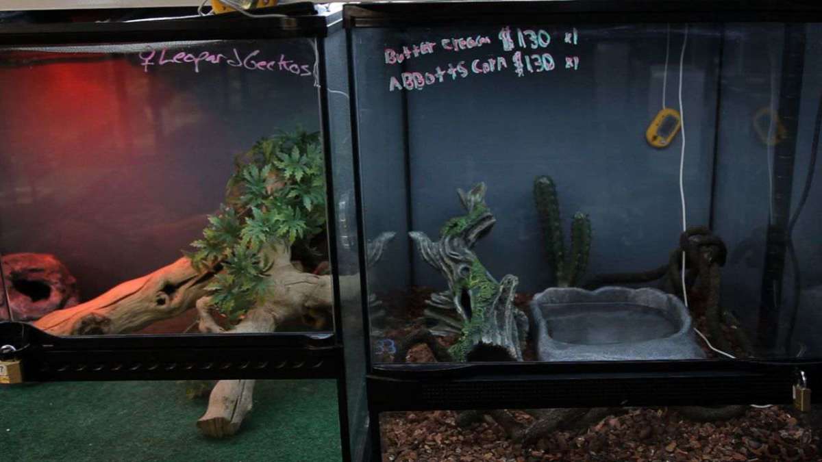 How to Set Up a Snake Aquarium Howcast