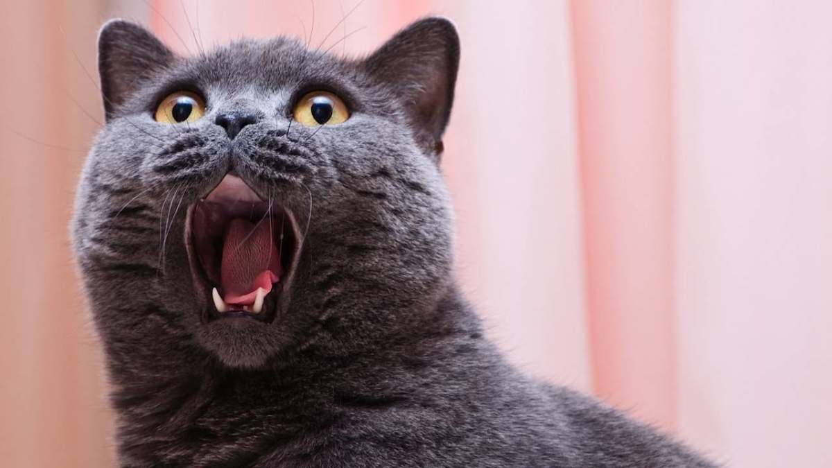 Is a Cat the Right Pet for You? Howcast