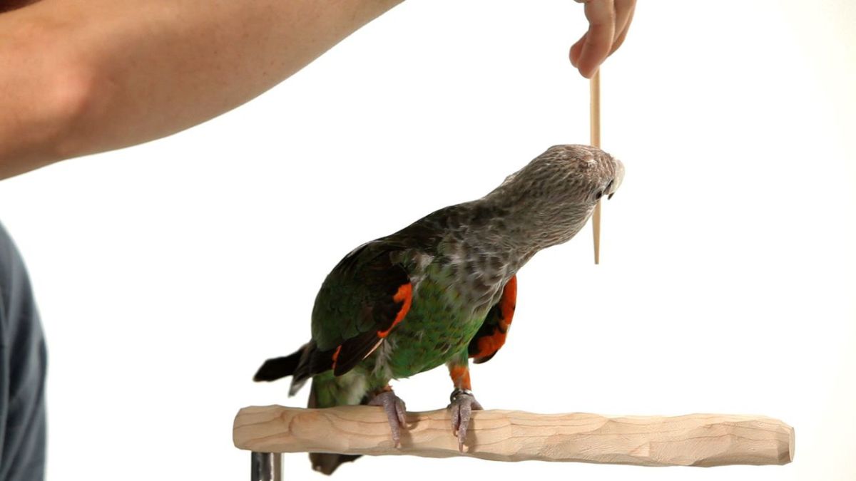 How to Teach Your Parrot to Turn Around Howcast