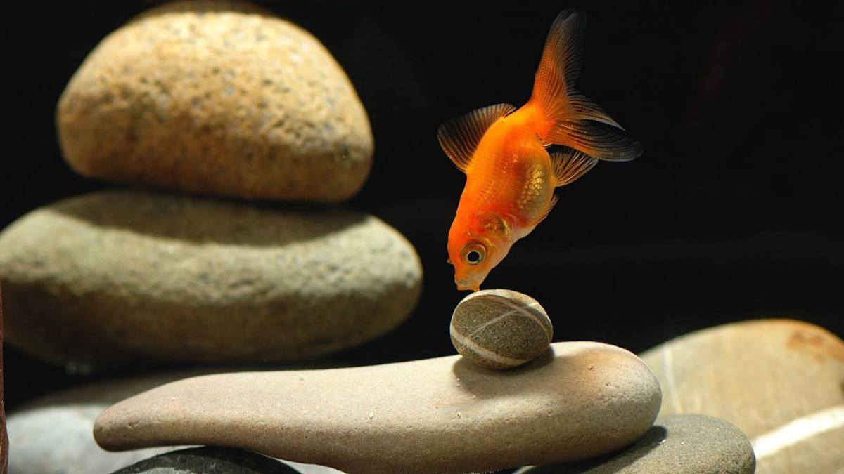 How to Set Up a Goldfish Tank Howcast