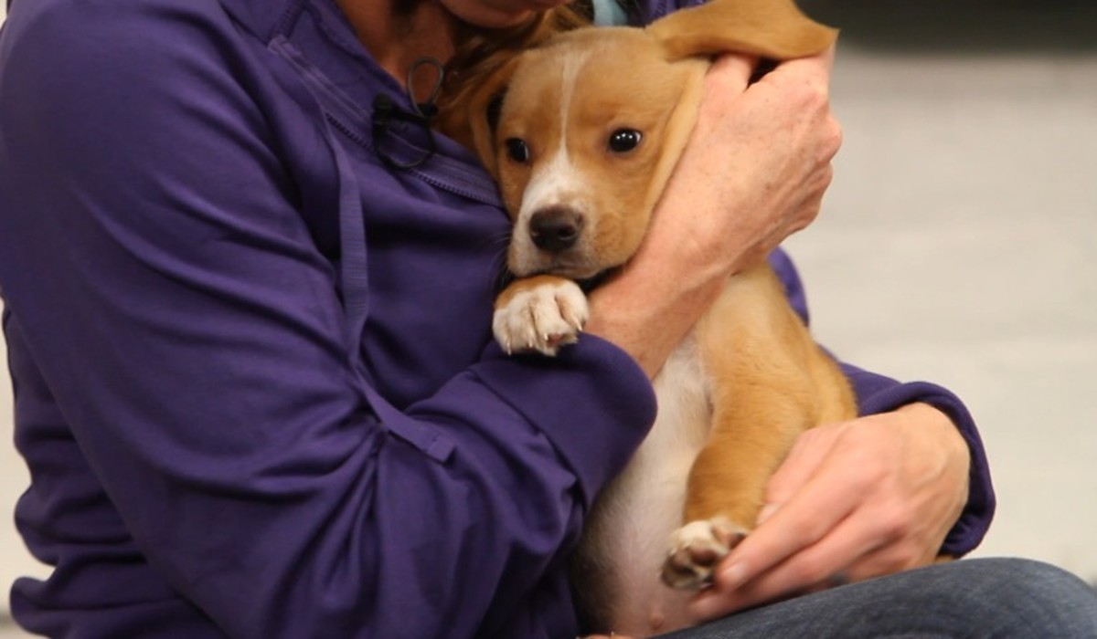 What Is Therapy Dog Training? Howcast