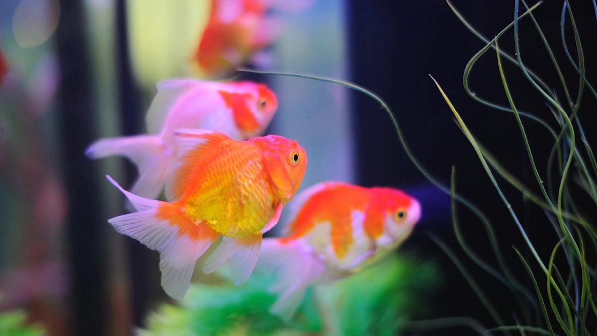 92 Fish Koi In Aquarium HD Terbaru