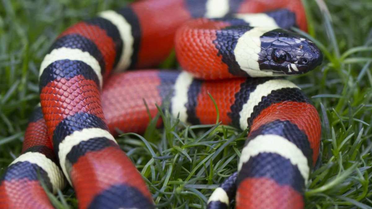 California King Snake vs. Corn Snake Howcast