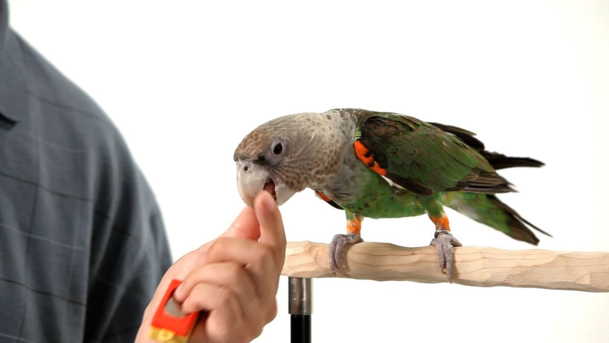 the parrot is talking now the parrot is talking now