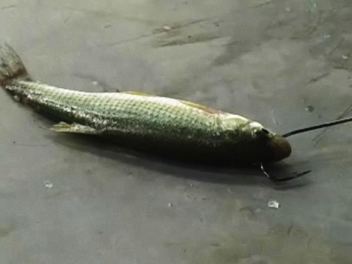 How to Bait a Hook Howcast