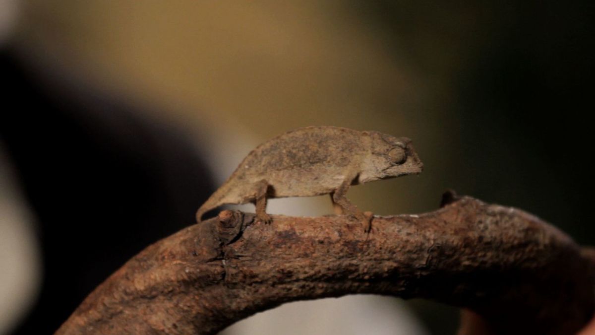 6 Care Tips for Meller�s &amp; Pygmy Chameleons Howcast