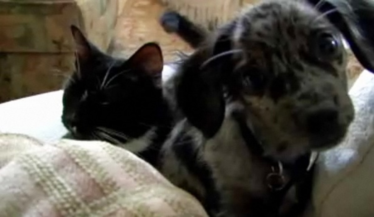 How to Teach Your Dog and Cat to Get Along Howcast