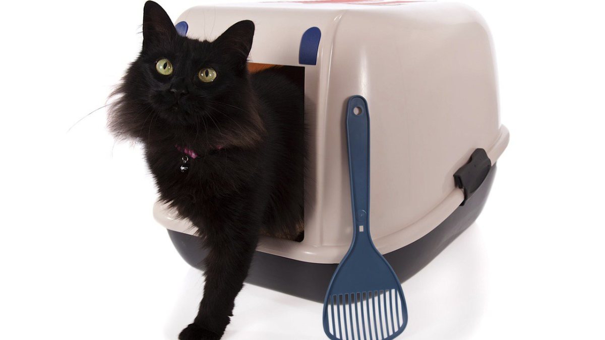 How to Litter Box Train Your Cat Howcast