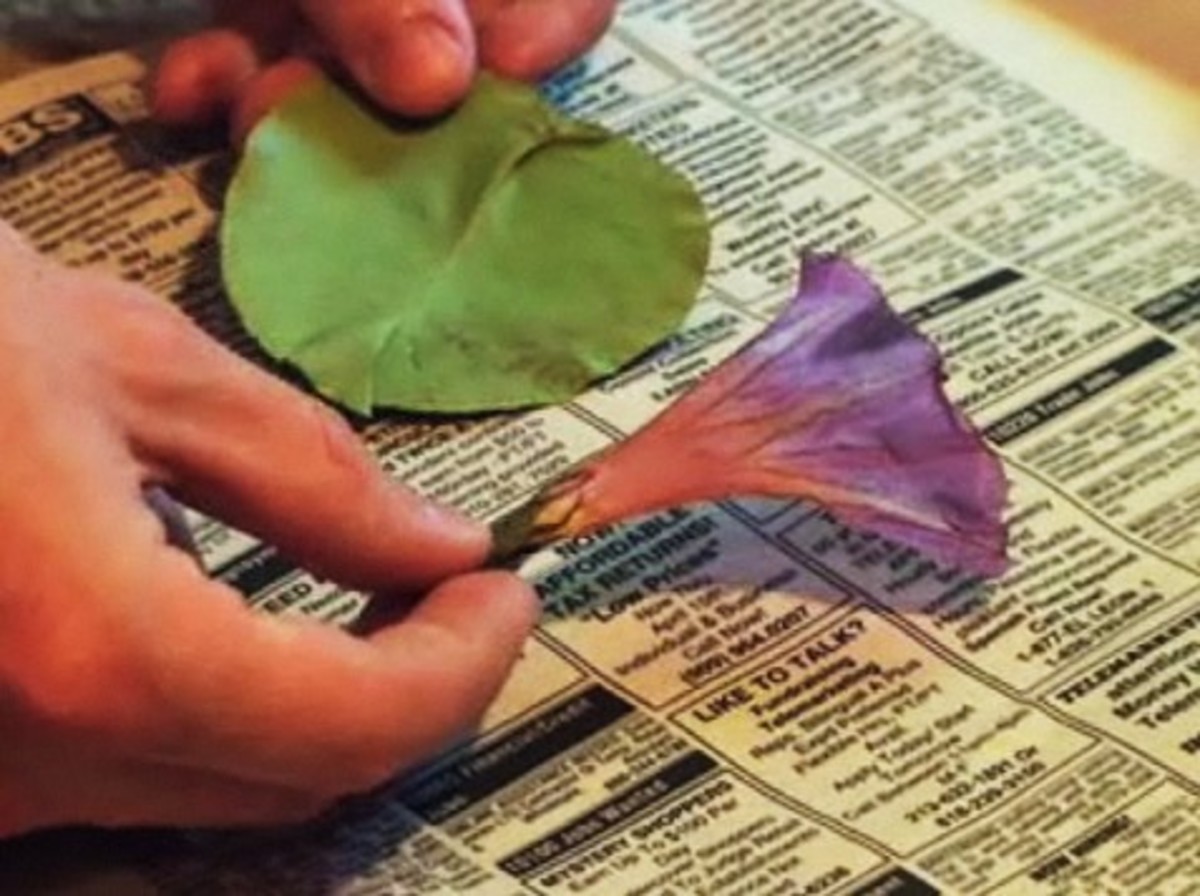 How to Press Flowers & Leaves Howcast