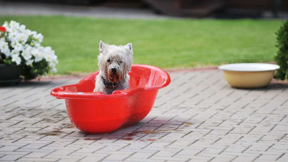 How to Bathe Your Puppy Howcast