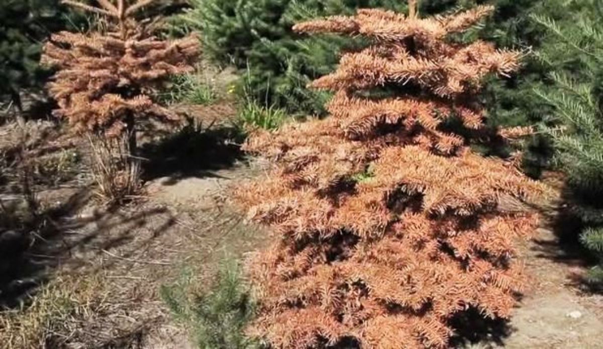 How to Keep a Christmas Tree from Drying Out Howcast