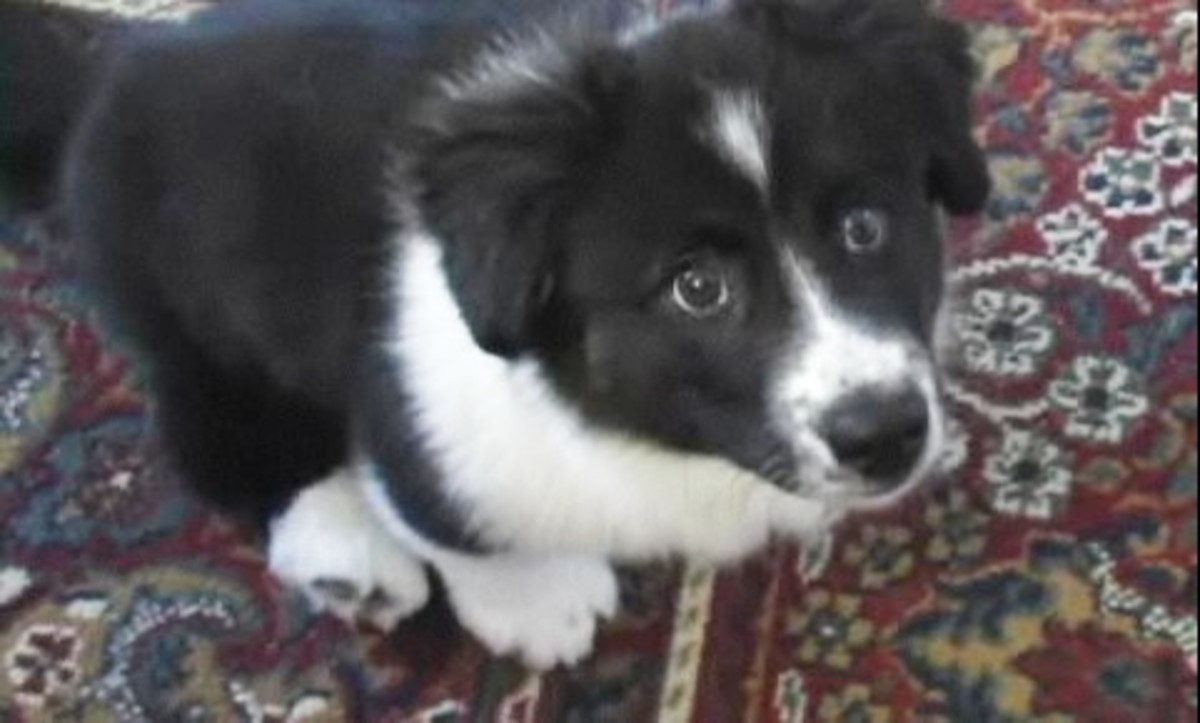 How to Register a Dog with the CKC Howcast