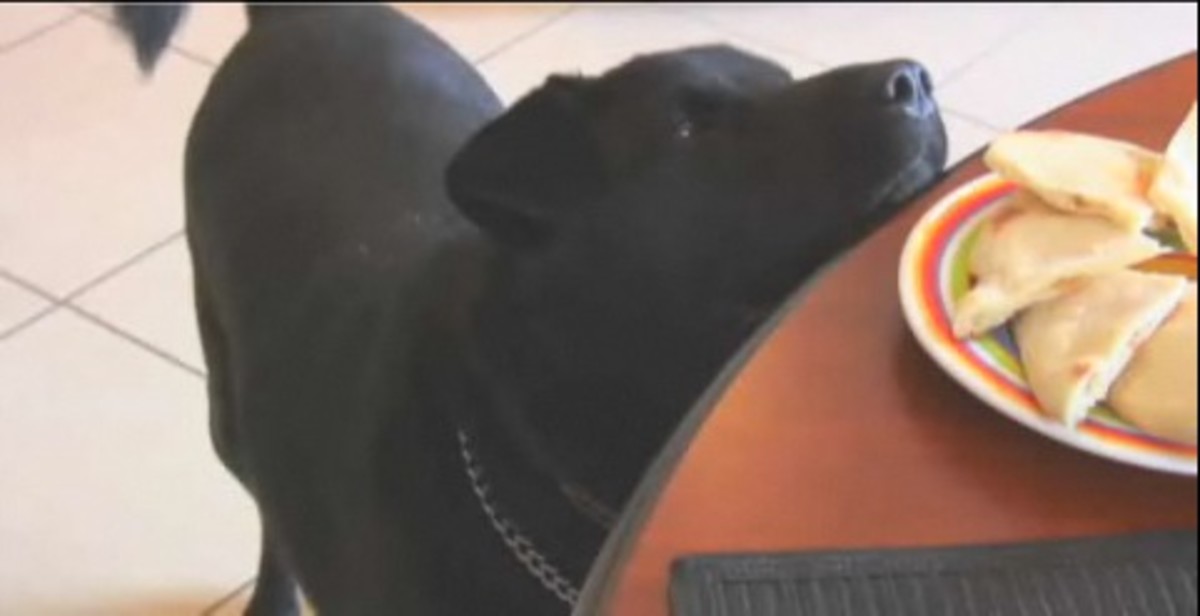 How to Stop Your Dog from Begging at the Table Howcast
