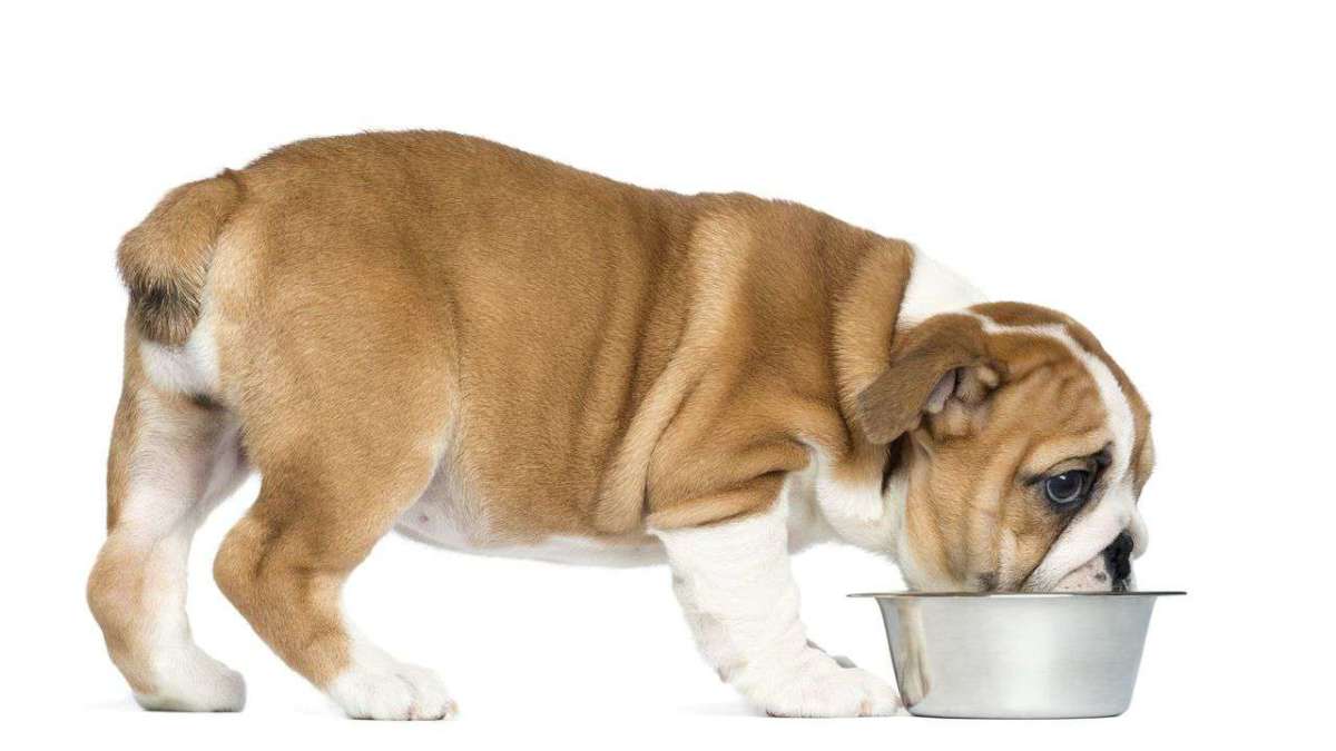 How to Get Your Puppy to Eat - Howcast