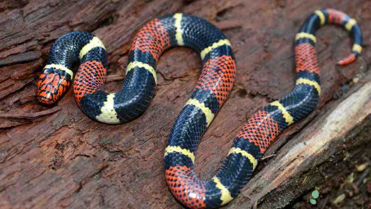 How to Take Care of a King Snake 