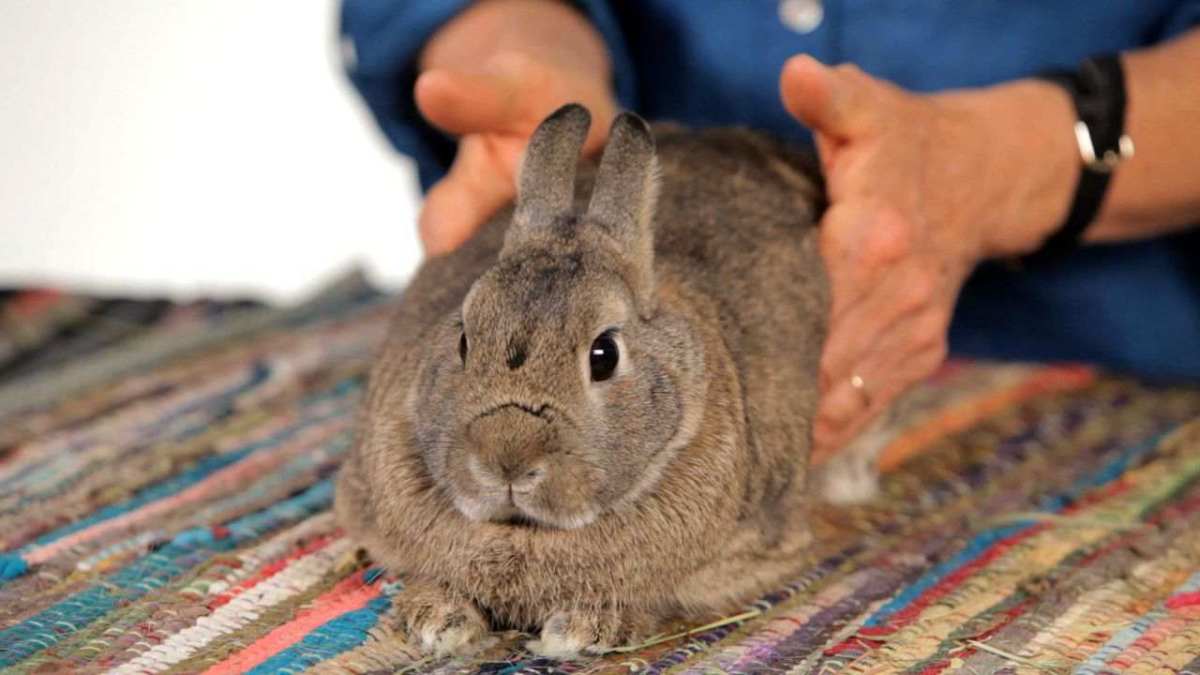 How to Help a Pet Rabbit with Gas Pain Howcast
